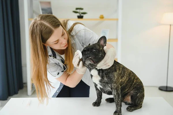 French Bulldog in a veterinary clinic. Veterinary medicine concept