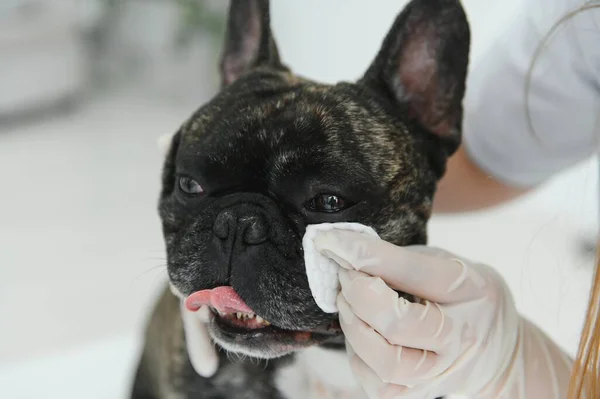 Dierenarts Met Franse Bulldog Bij Dierenarts Ambulance — Stockfoto