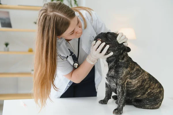 獣医の女性は犬を調べてペットを飼います 専門的なペットの助けを借りて動物病院 — ストック写真