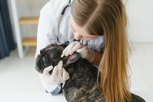 Cheerful Young Veterinary Taking Care Examining Beautiful Dog French Bulldog — Stock Photo, Image