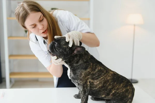 ペットケア 人々の概念 獣医クリニックでのフランスのブルドッグと獣医師の手の終わり — ストック写真