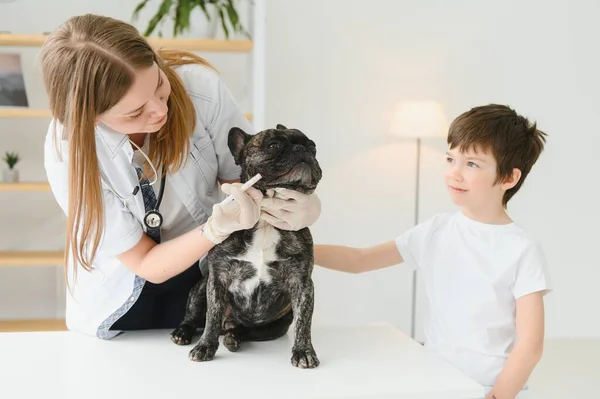 Portrait of a French Bulldog. Veterinary medicine concept. Pedigree dogs. Funny animals. Mixed media.
