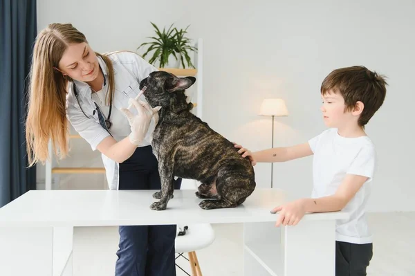 Der Junge Mit Seinem Hund Zum Tierarzt Französische Bulldogge Tierklinik — Stockfoto