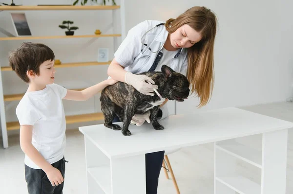 The boy with his dog to the vet. French bulldog in a vet clinic