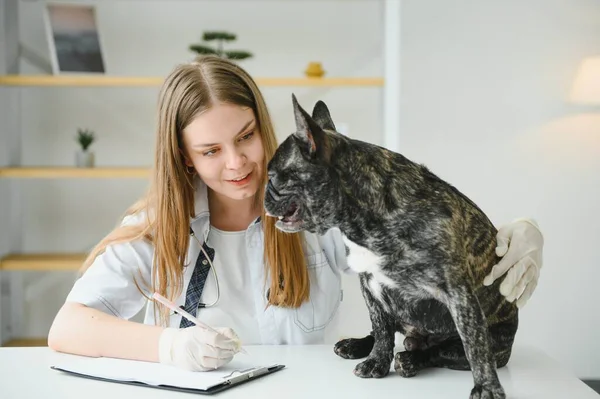 ilaç, hayvan bakımı ve insan konsepti - Fransız bulldog ve veteriner doktor elinin kapanışı veteriner kliniğinde