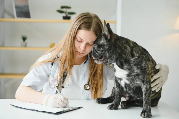 Mujer Veterinaria Examina Perro Acaricia Hospital Sanidad Animal Con Ayuda — Foto de Stock