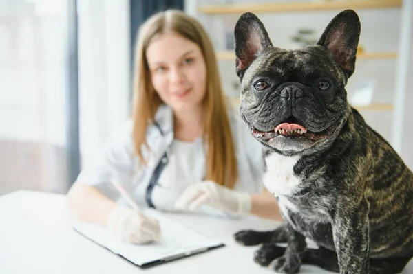 Portrait of a French Bulldog. Veterinary medicine concept. Pedigree dogs. Funny animals