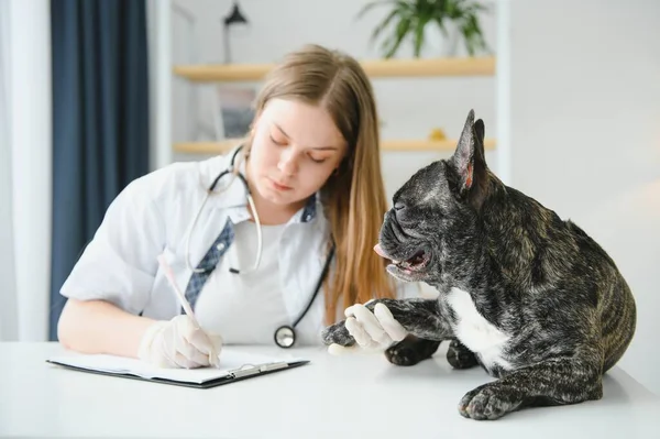 明るい若い獣医が世話をして美しい犬を調べますフランスのブルドッグ — ストック写真