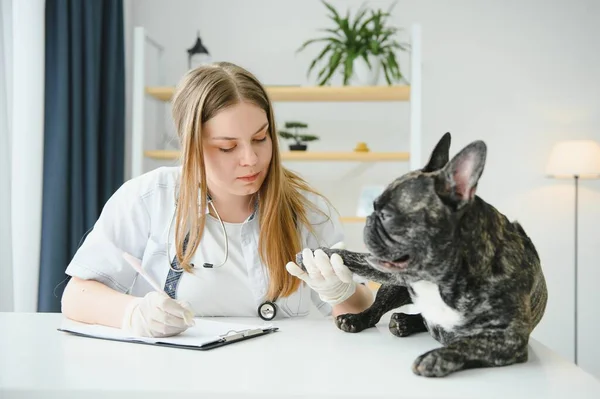 フランスのブルドッグの肖像画 獣医学の概念 血統犬 面白い動物だ 混合メディア — ストック写真