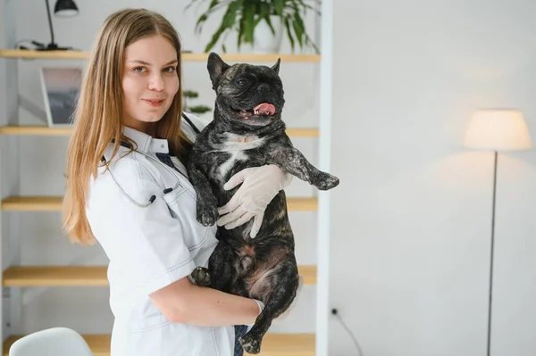 French bulldog dog on the hands of a veterinarian.