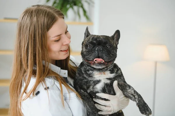 ilaç, hayvan bakımı ve insan konsepti - Fransız bulldog köpeğine yakın veteriner doktor eli veteriner kliniğinde - görüntü
