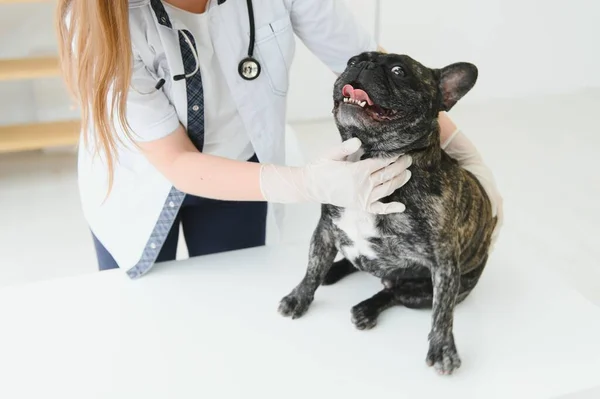 Médico Veterinario Con Bulldog Francés Ambulancia Veterinaria —  Fotos de Stock