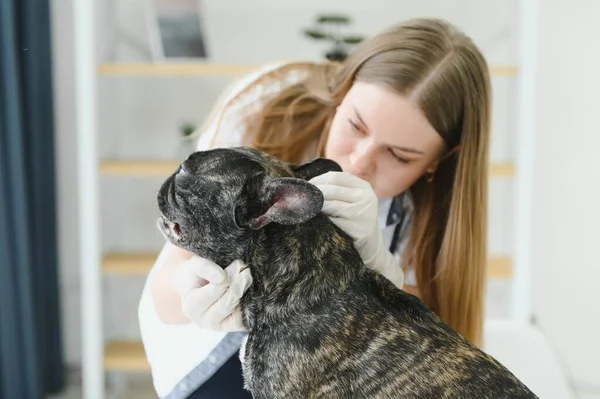 Veterinarian doctor with French bulldog at vet ambulance