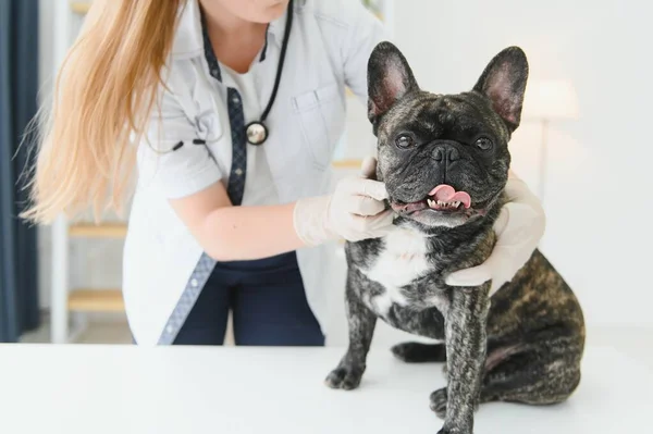 獣医の女性は犬を調べてペットを飼います 専門的なペットの助けを借りて動物病院 — ストック写真