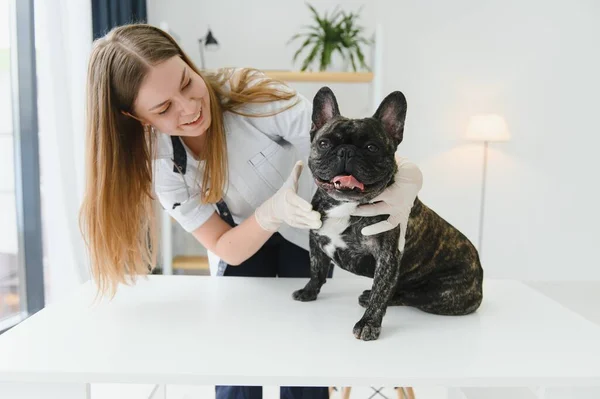 Medicina Cuidado Mascotas Concepto Personas Primer Plano Bulldog Francés Médico — Foto de Stock