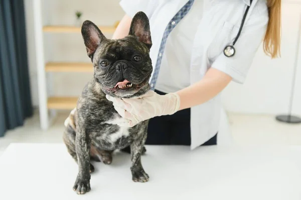 Medicina Pet Care Conceito Pessoas Close Bulldog Francês Médico Veterinário — Fotografia de Stock