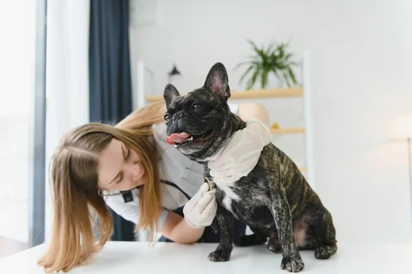 Веселый Молодой Ветеринар Заботится Осматривает Красивую Собаку Французский Бульдог — стоковое фото