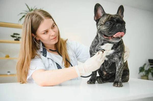 女性の獣医は聴診器でフランスのブルドッグを調べる — ストック写真