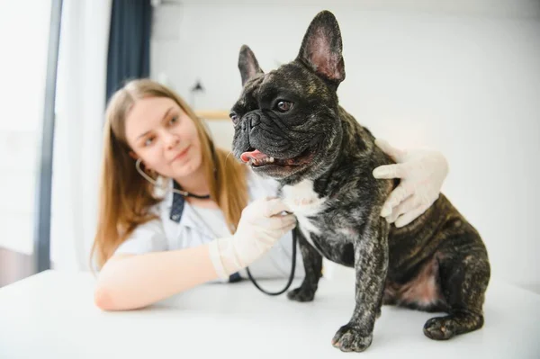 Veterinary by listening to a French bulldog dog in his clinic.