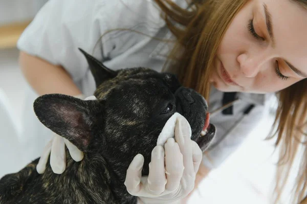 Alegre Joven Veterinario Teniendo Cuidado Examinando Hermoso Perro Bulldog Francés — Foto de Stock