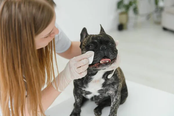 Medicina Pet Care Conceito Pessoas Close Bulldog Francês Médico Veterinário — Fotografia de Stock