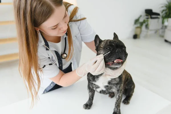 Portrait of a French Bulldog. Veterinary medicine concept. Pedigree dogs. Funny animals. Mixed media.
