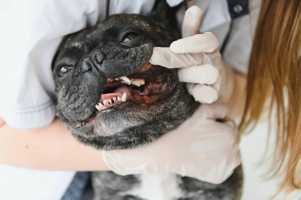 Klinikteki bir veteriner köpeğin dişlerini muayene eder. Fransız bulldog veterinerde.