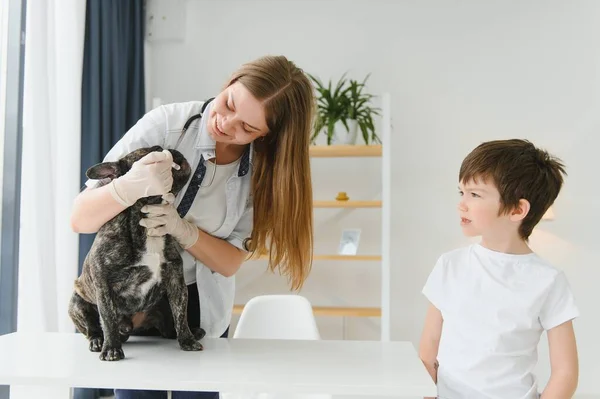 The boy with his dog to the vet. French bulldog in a vet clinic