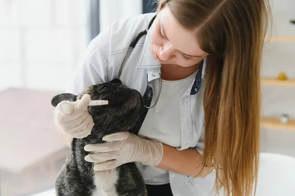 Portret Van Een Franse Bulldog Veterinaire Geneeskunde Concept Stamboom Honden — Stockfoto