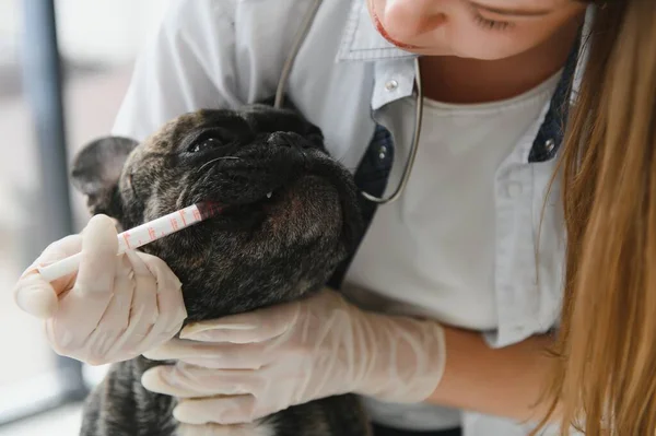 Portret Van Een Franse Bulldog Veterinaire Geneeskunde Concept Stamboom Honden — Stockfoto