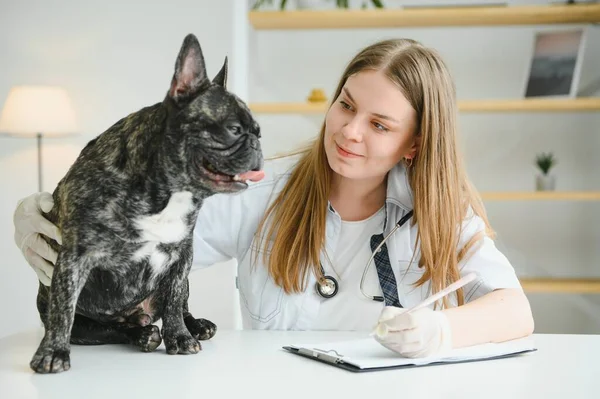 Medicina Pet Care Conceito Pessoas Close Bulldog Francês Médico Veterinário — Fotografia de Stock