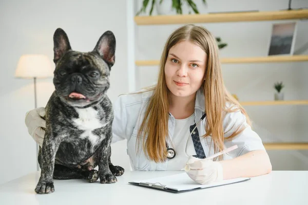 ilaç, hayvan bakımı ve insan konsepti - Fransız bulldog ve veteriner doktor elinin kapanışı veteriner kliniğinde