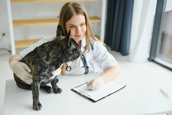 Κτηνίατρος Γιατρός Γαλλικό Μπουλντόγκ Στο Ασθενοφόρο Κτηνίατρο — Φωτογραφία Αρχείου