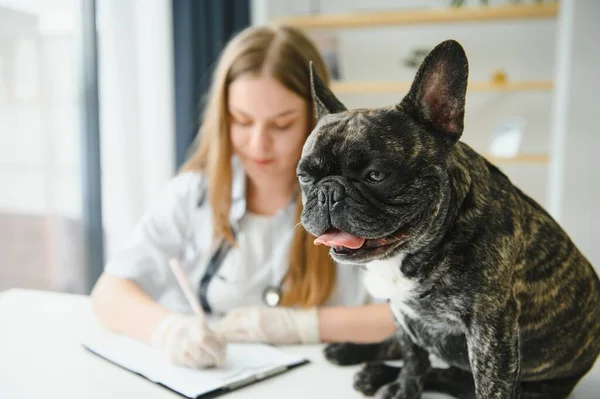 フランスのブルドッグの肖像画 獣医学の概念 血統犬 面白い動物 — ストック写真