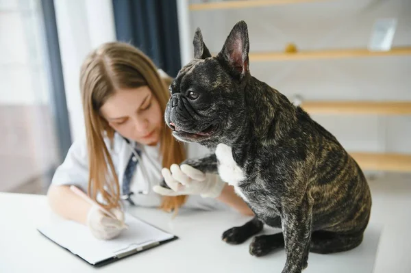 ilaç, hayvan bakımı ve insan konsepti - Fransız bulldog ve veteriner doktor elinin kapanışı veteriner kliniğinde