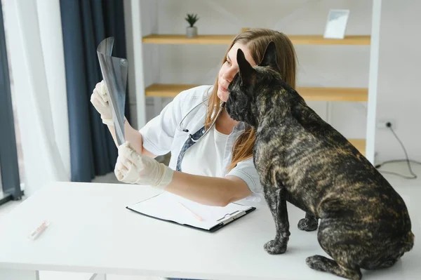 ilaç, hayvan bakımı ve insan konsepti - Fransız bulldog ve veteriner doktor elinin kapanışı veteriner kliniğinde