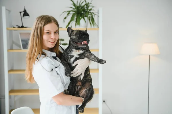 Orvostudomány Kisállat Gondozás Emberek Koncepció Közelkép Francia Bulldog Állatorvos Kéz — Stock Fotó