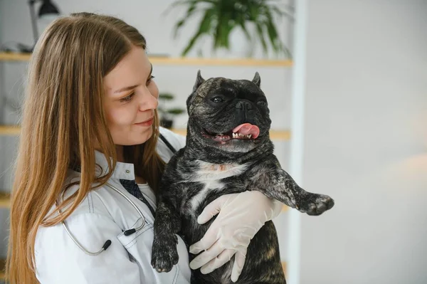 French bulldog dog on the hands of a veterinarian.