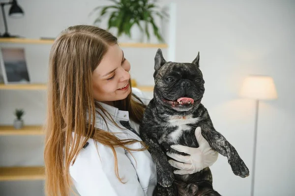 Bulldog Francés Una Clínica Veterinaria Concepto Medicina Veterinaria — Foto de Stock