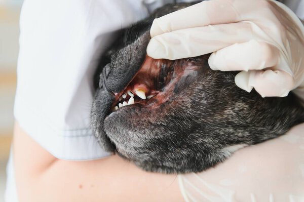 Veterinarian Woman Examines Dog Pet Her Animal Healthcare Hospital Professional Stock Photo