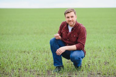 Çiftçi toprağı hasat ediyor ve elinde taze yeşil buğday filizleri yeni mahsulün kalitesini kontrol ediyor. Agronomist analizler yeni tohum büyümesinin ilerlemesini gösteriyor. Tarım sağlığı kavramı.