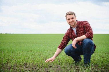 Genç bir çiftçi tarladaki buğday filizlerinin kalitesini kontrol eder. Tarım kavramı.