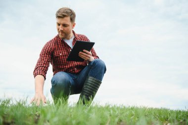 Genç çiftçi elinde bir tablet tutuyor ve yeşil buğday tarlasında hasadın gidişatını kontrol ediyor. İşçi büyüme beklentilerini takip ediyor. Tarım kavramı