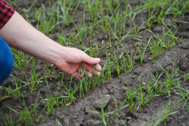 Genç bir çiftçi tarladaki buğday filizlerinin kalitesini kontrol eder. Tarım kavramı.