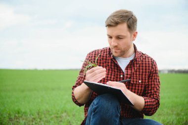 Genç bir tarım uzmanı yeşil buğday tarlasında elinde bir klasör tutuyor. Bir çiftçi gün batımında tarımın arka planına not alır. Belge klasörlü şapkalı bir adam..