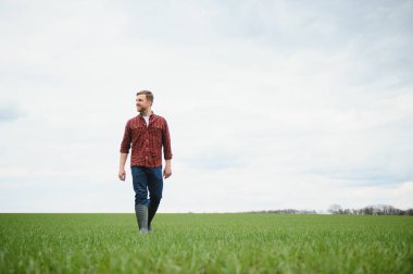 Genç bir çiftçi tarladaki buğday filizlerinin kalitesini kontrol eder. Tarım kavramı.