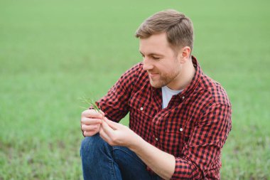 Genç bir çiftçi tarladaki buğday filizlerinin kalitesini kontrol eder. Tarım kavramı.