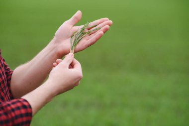 Toprakta yeni filizlenmiş taze arpa veya buğday filizleri. Ekinlerle dolu bir tarlanın üzerinde şafak vakti.