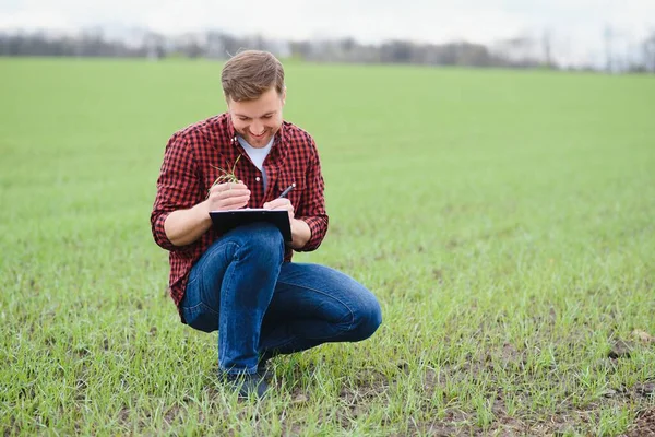 一位年轻的农民在田里检查小麦芽的质量 农业的概念 — 图库照片