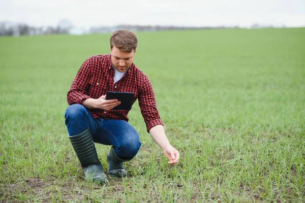 Jovem Agricultor Segurando Tablet Verificando Evolução Colheita Campo Trigo Verde — Fotografia de Stock